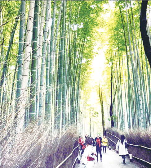 ▲아라시야마 죽림 대나무숲이 엄청 유명한데요. 우리나라에서 단양의 대나무 숲이 유명하듯  일본에서는 “치쿠린”하면 아라시야마로 통 한답니다.